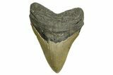 Serrated, Fossil Megalodon Tooth - North Carolina #371309-1